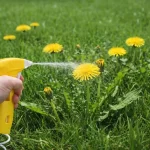 selective weed control dandelion without harming grass