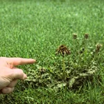 dandelion root kill organic weed killer lawn results