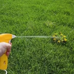 dandelion during adios application